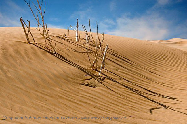 Desert the Qatar 